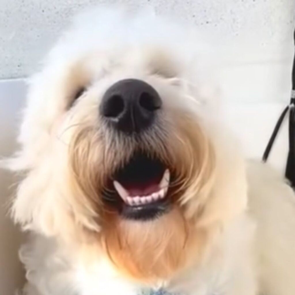 A picture of a dog.